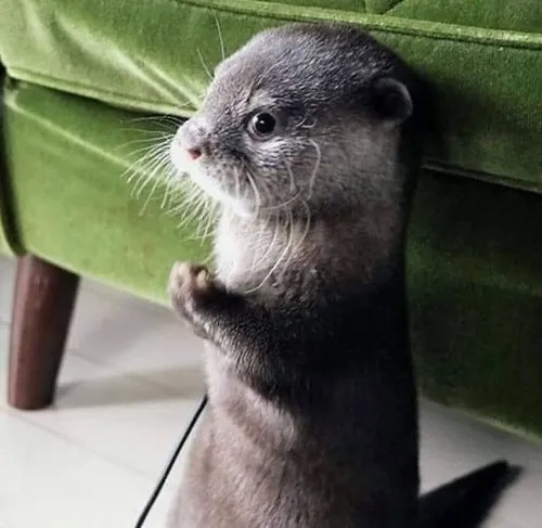 Rái cá lầy lội meme: Những khoảnh khắc quậy phá dễ thương