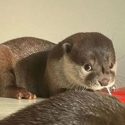 Meme chế động vật sông lột tả kiểu dụi mặt đặc trưng