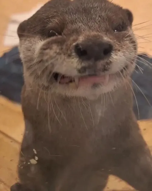 Meme rái cá chill: Sự bình thản mang vibe hài hước đặc trưng