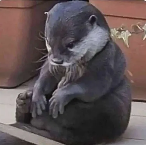 Rái cá cute meme: Vẻ ngoài đáng yêu nhưng tinh quái