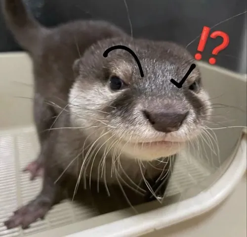 Rái cá drama meme: Khoảnh khắc căng mà lại cực hài