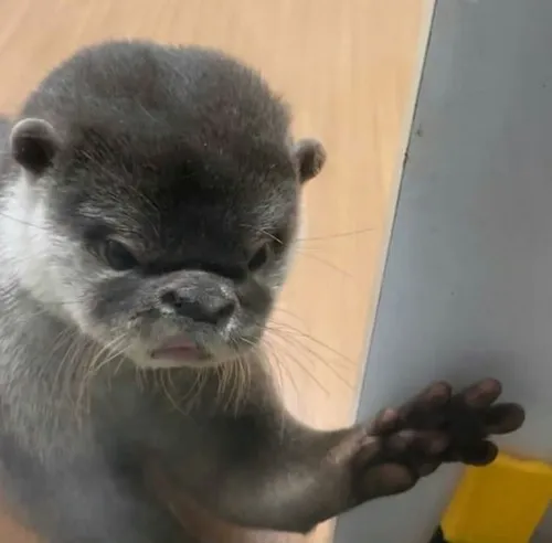 Rái cá ngáo meme: Gương mặt đơ nhẹ nhưng siêu gây cười