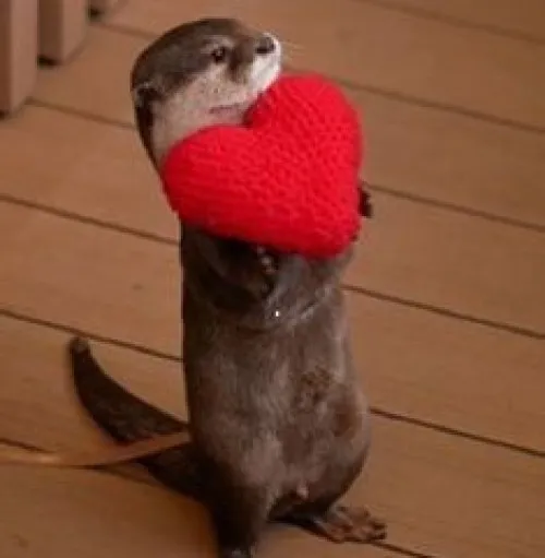 Meme rái cá gắn với rái cá ôm đá nhìn nhỏ mà đầy thân thiện