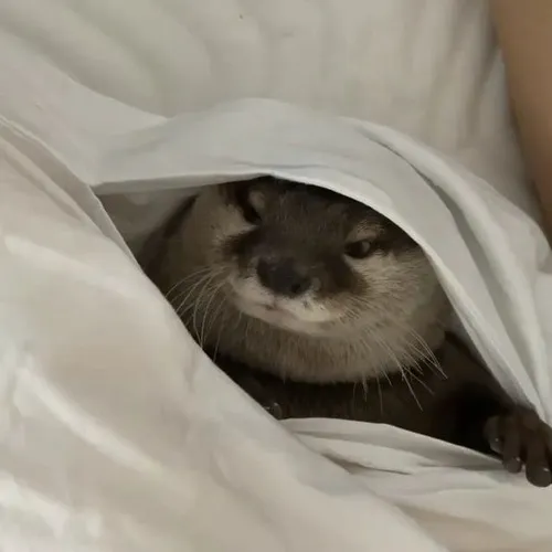 Hình troll thú nước nhỏ diễn tả rái cá dụi mặt né tình huống khó