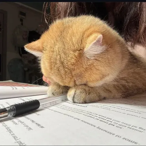 185 Ảnh Avatar Mèo Vô Tri hài hước kiểu meme xả stress hợp giới trẻ thích cà khịa