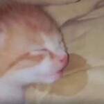 Mèo con buồn ngủ chảy cả nước dãi Mèo con buồn ngủ chảy cả nước dãi