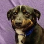 Ánh mắt chó buồn nhìn xa xăm tuyệt vọng Ánh mắt chó buồn nhìn xa xăm tuyệt vọng