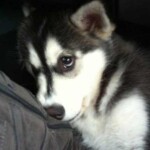 Gương mặt chó buồn giữa căn phòng tối Gương mặt chó buồn giữa căn phòng tối