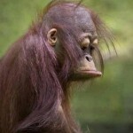 Khỉ đột buồn chề môi Khỉ đột buồn chề môi