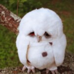 Chú chim cúi đầu trên cành cây ẩm ướt Chú chim cúi đầu trên cành cây ẩm ướt