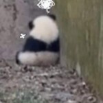 Gấu trúc buồn giận, quay mặt vào tường Gấu trúc buồn giận, quay mặt vào tường