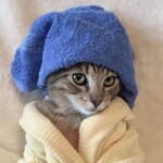 Meme mèo cuộn mình bên tấm khăn ấm Meme mèo cuộn mình bên tấm khăn ấm