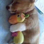 Meme chó nằm ngủ ngon bên gối mềm Meme chó nằm ngủ ngon bên gối mềm