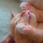 Meme mèo nằm tĩnh lặng bên ghế vắng Meme mèo nằm yên bên cửa sổ buổi tối