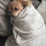 Meme chó cuộn mình bên thảm len ấm Meme chó cuộn mình bên thảm len ấm