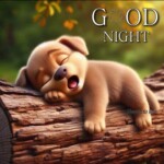 Meme chó rúc đầu bên tấm thảm cũ Meme chó rúc đầu bên tấm thảm cũ