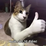 Mèo vui vẻ nhìn bạn với biểu cảm tích cực Mèo vui vẻ nhìn bạn với biểu cảm tích cực