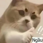 Bé mèo mỉm cười dễ thương khi đồng ý Bé mèo mỉm cười dễ thương khi đồng ý