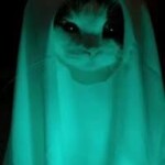 Meme ma mèo chúc ngủ ngon đáng sợ Meme ma mèo chúc ngủ ngon đáng sợ