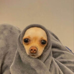 Meme chó tựa đầu bên chăn ấm mềm Meme mèo nằm duỗi người bên ghế êm