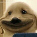 Meme chú chó buồn bã gượng cười Meme chú chó buồn bã gượng cười