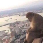 Chú khỉ buồn bã ngồi trên tòa nhà cao Chú khỉ buồn bã ngồi trên tòa nhà cao