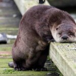 Chú rái cá buồn không muốn làm gì Chú rái cá buồn không muốn làm gì